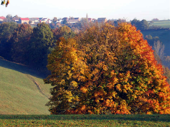 Bild Herbstlaub